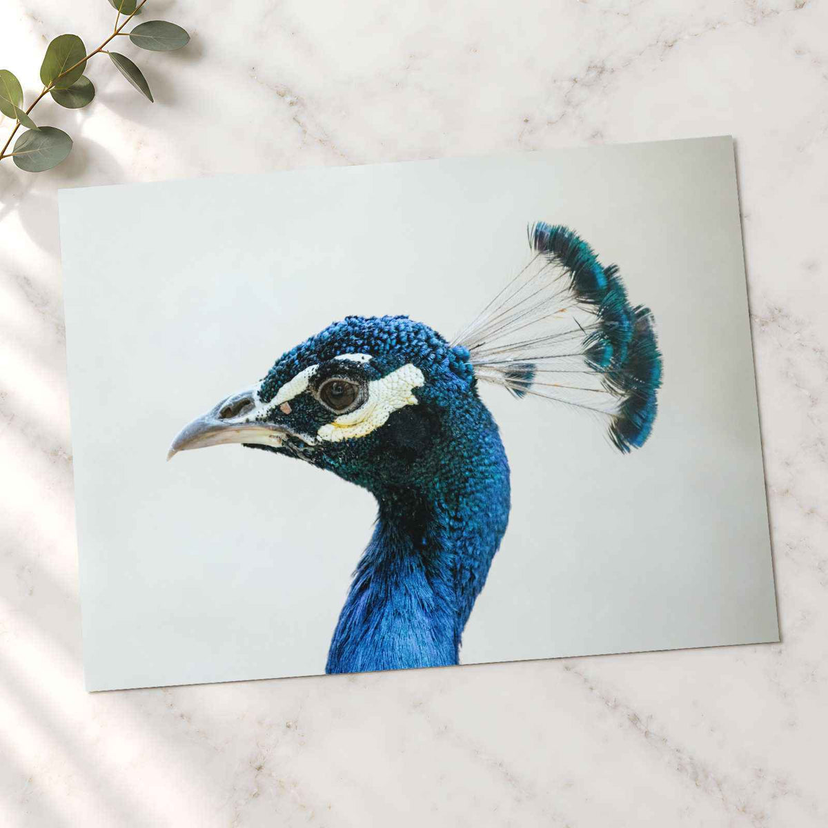 Peacock Side Portrait Photographic Art Print (7 Sizes) - High Quality