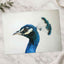 Peacock Side Portrait Photographic Art Print (7 Sizes) - High Quality