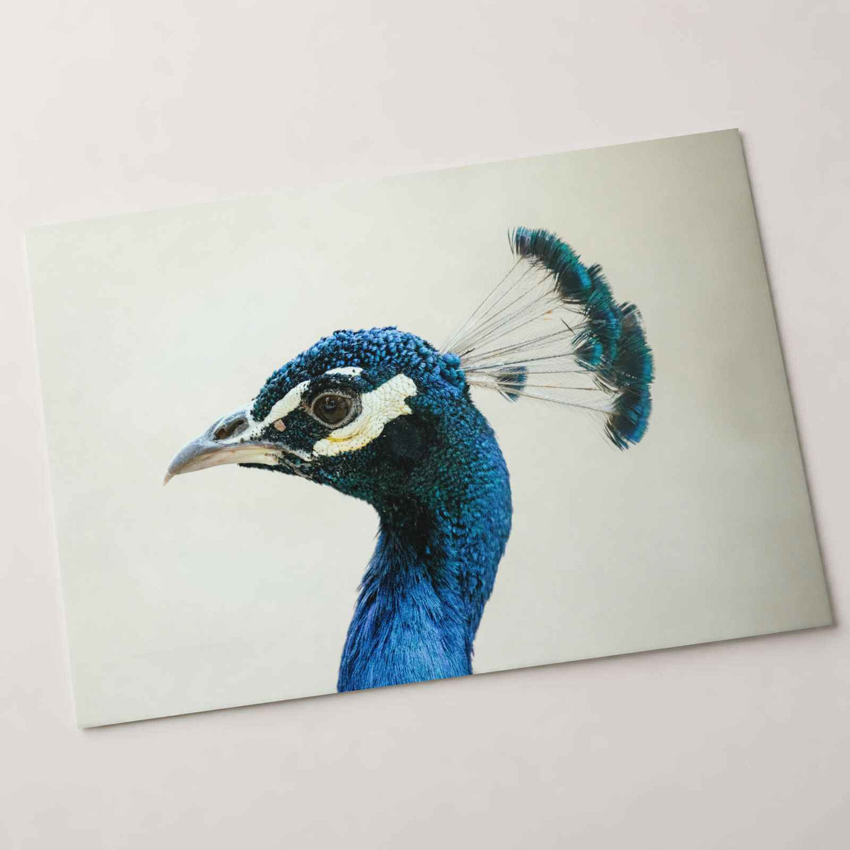 Peacock Side Portrait Photographic Art Print (7 Sizes) - High Quality