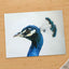 Peacock Side Portrait Photographic Art Print (7 Sizes) - High Quality