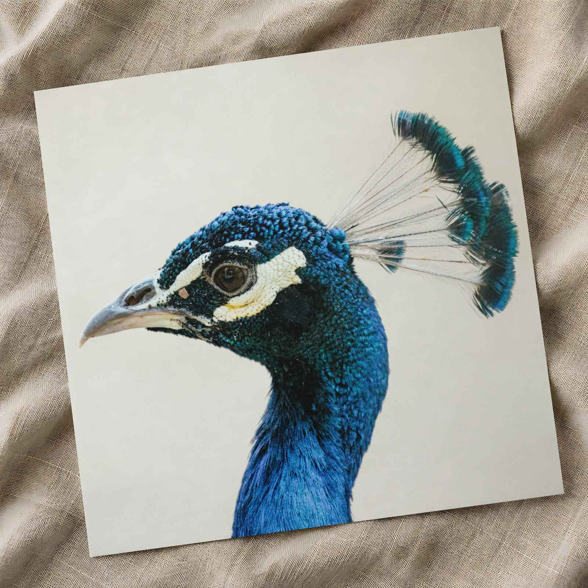 Peacock Side Portrait Photographic Art Print (7 Sizes) - High Quality