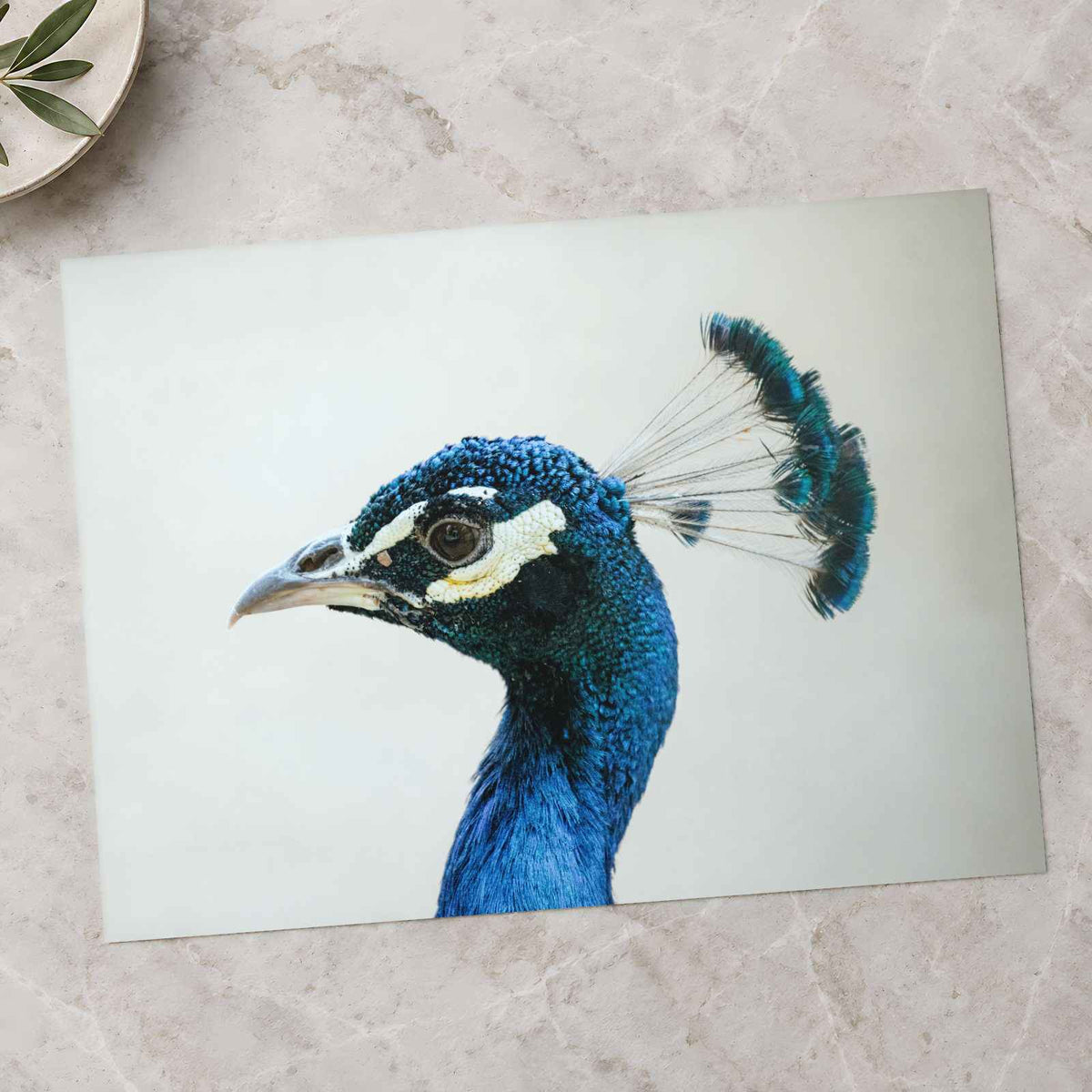 Peacock Side Portrait Photographic Art Print (7 Sizes) - High Quality