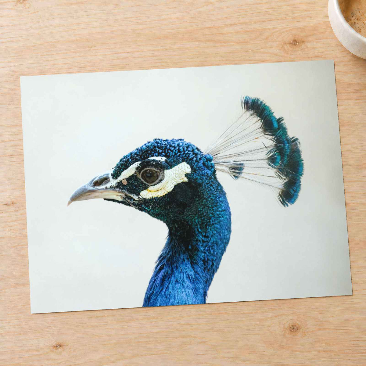 Peacock Side Portrait by Jason Leung Photo Print Wall Decor