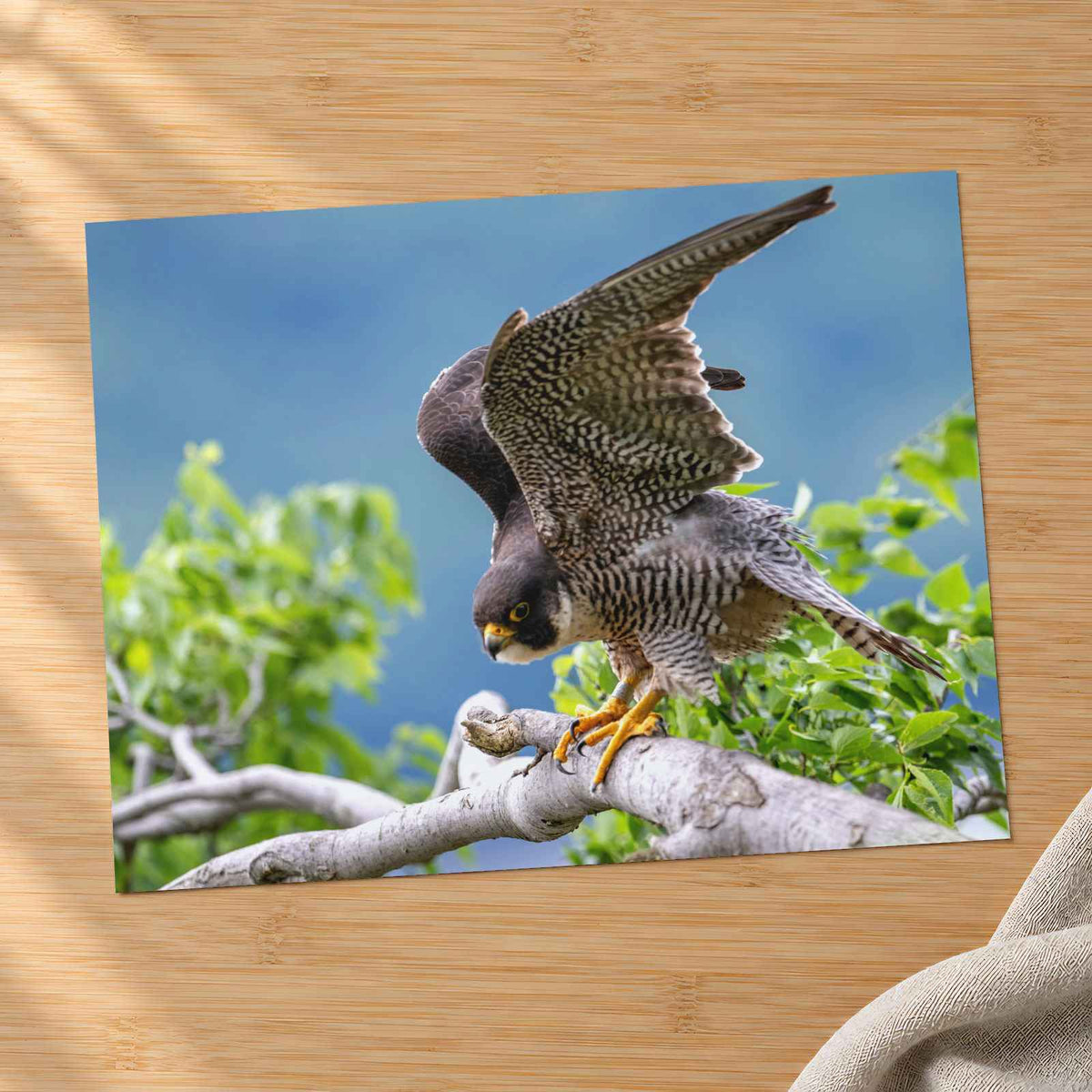 Peregrine Falcon Ready for Take Off Photo Wall Print (7 Sizes) - Printed in USA