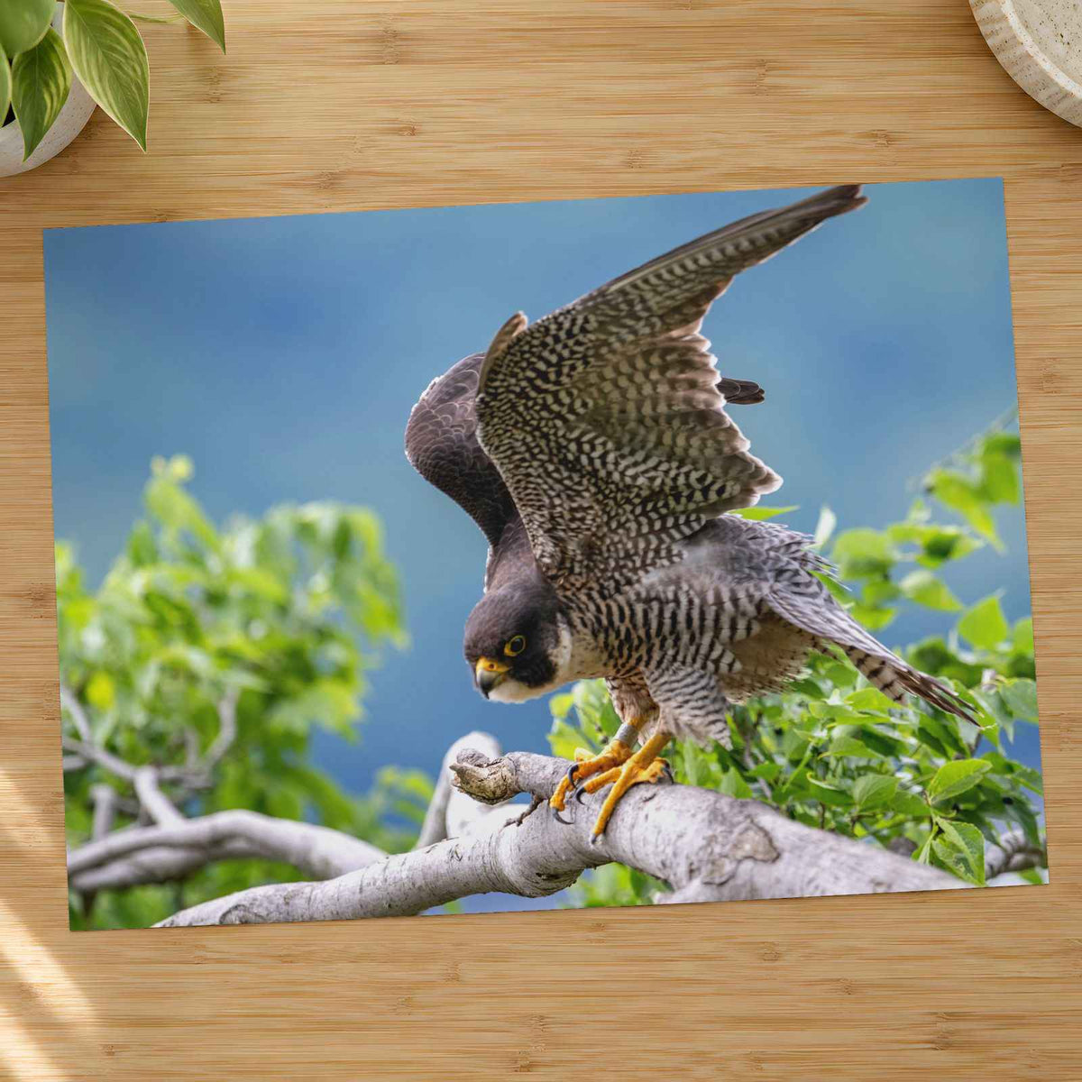 Peregrine Falcon Ready for Take Off Photo Wall Print (7 Sizes) - Printed in USA