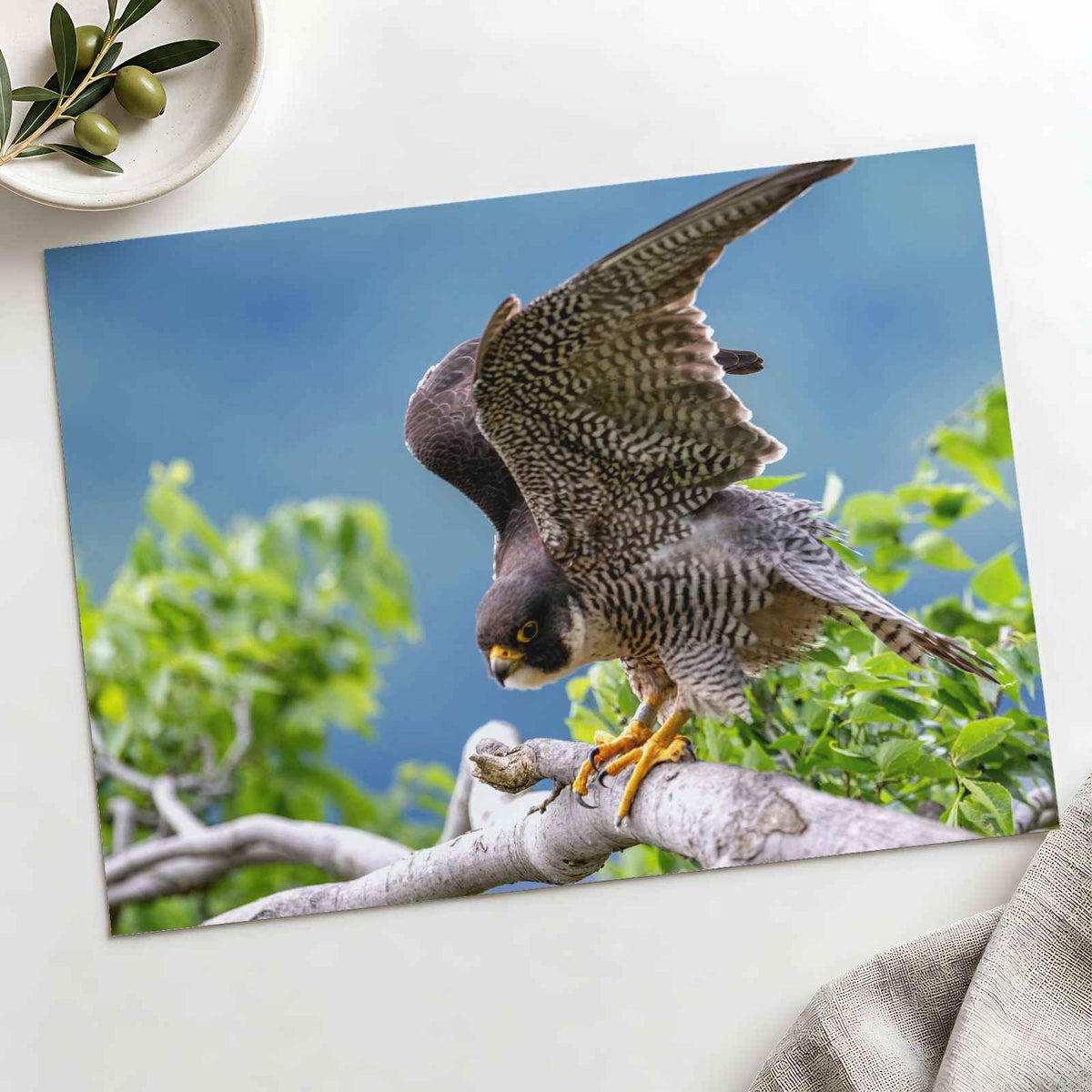 Peregrine Falcon Ready for Take Off Photo Wall Print (7 Sizes) - Printed in USA