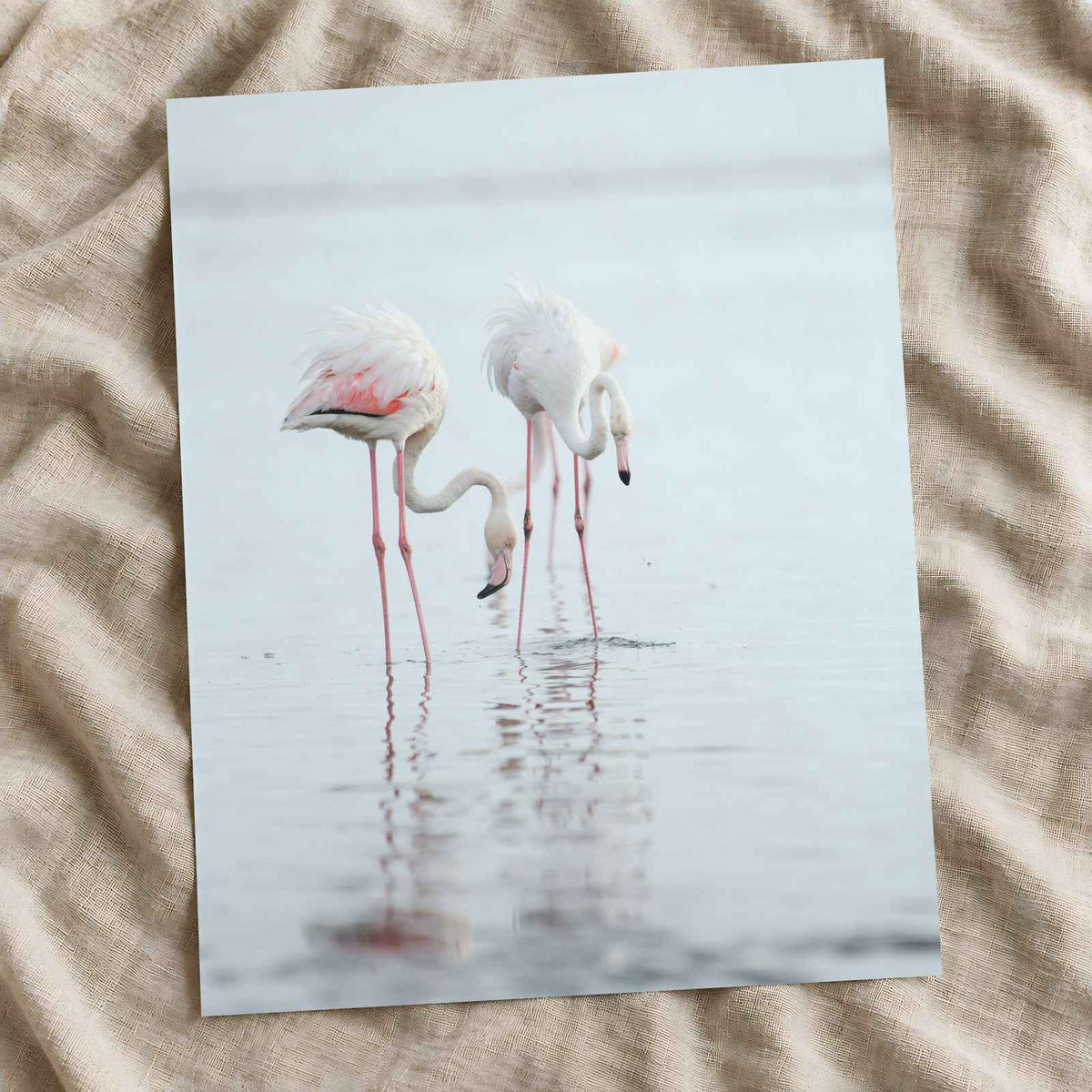 Flamingos at Walvis Bay Wetland Erongo Region Photo Print (7 Sizes) - Frameable
