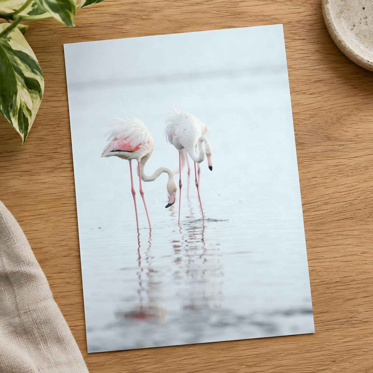 Flamingos at Walvis Bay Wetland Erongo Region Photo Print (7 Sizes) - Frameable