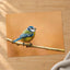 Beautiful Blue Tit Bird, Orange Background Photo Wall Art (7 Sizes) - Frameable