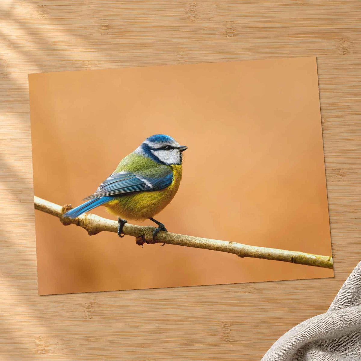 Beautiful Blue Tit Bird, Orange Background Photo Wall Art (7 Sizes) - Frameable