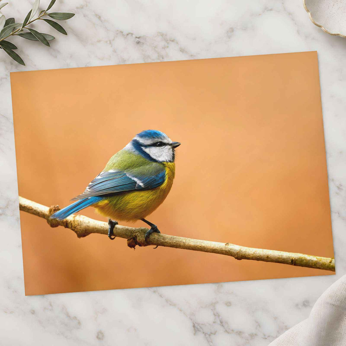 Beautiful Blue Tit Bird, Orange Background Photo Wall Art (7 Sizes) - Frameable