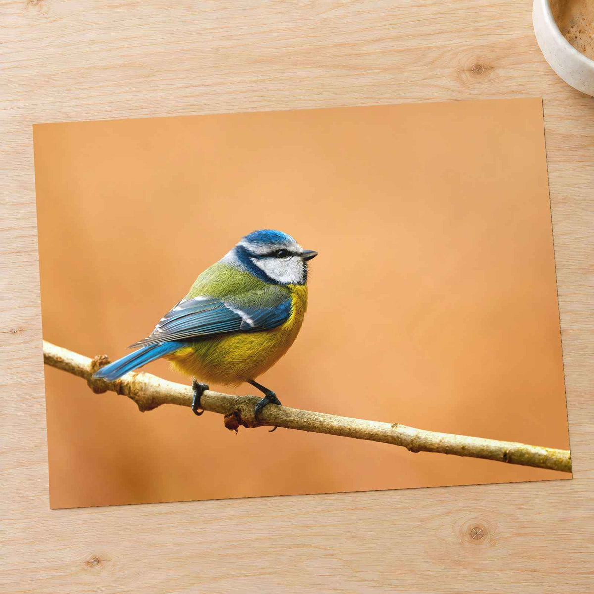 Beautiful Blue Tit Bird, Orange Background Photo Wall Art (7 Sizes) - Frameable