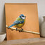 Beautiful Blue Tit Bird, Orange Background Photo Wall Art (7 Sizes) - Frameable