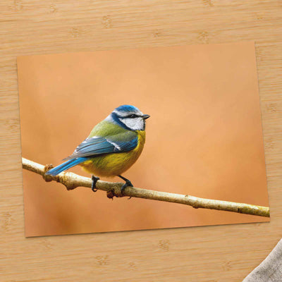 Beautiful Blue Tit Bird