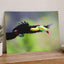 Toucan in Flight Photo Wall Print (7 Sizes) - Satin Luster