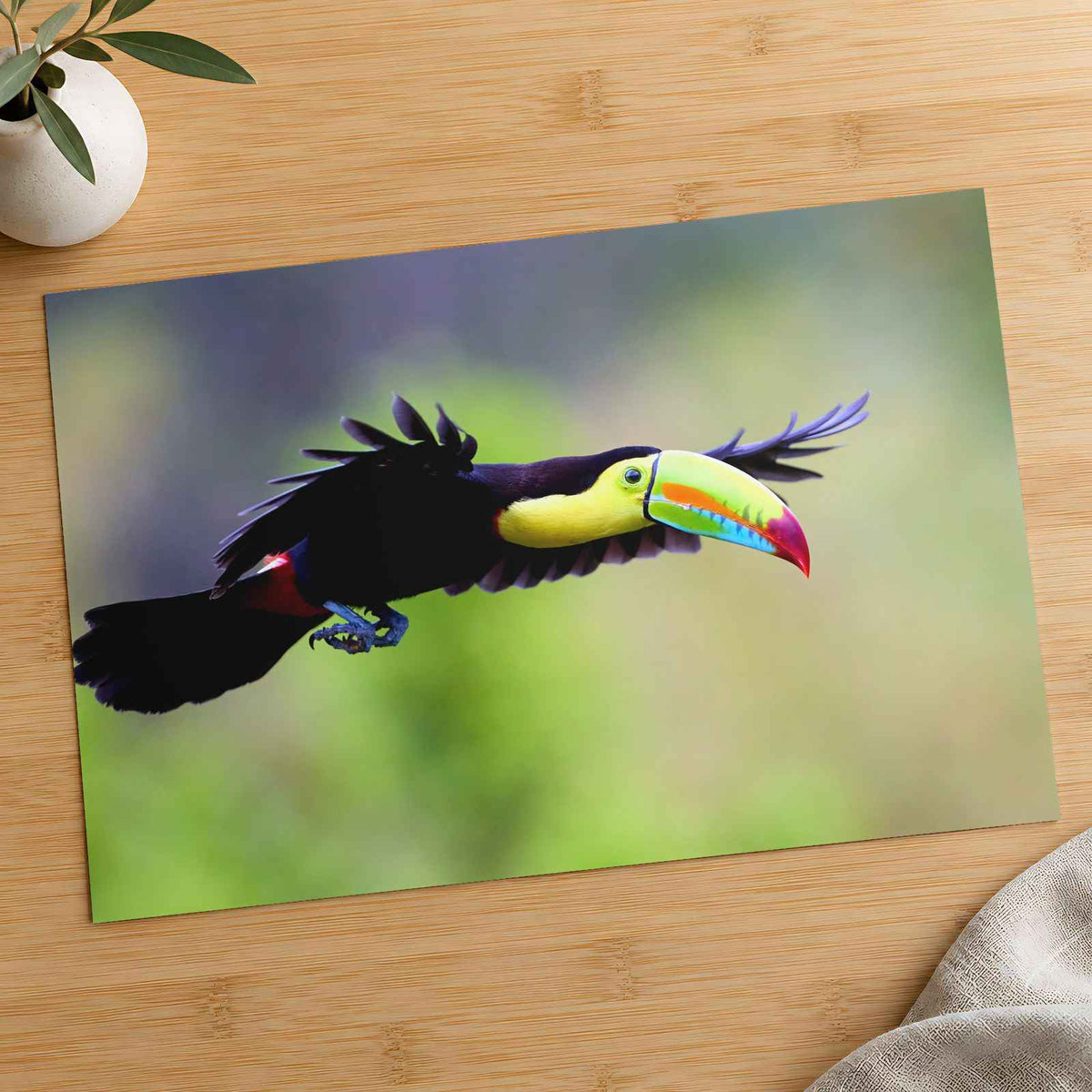 Toucan in Flight Photo Wall Print (7 Sizes) - Satin Luster