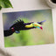 Toucan in Flight Photo Wall Print (7 Sizes) - Satin Luster