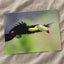 Toucan in Flight Photo Wall Print (7 Sizes) - Satin Luster