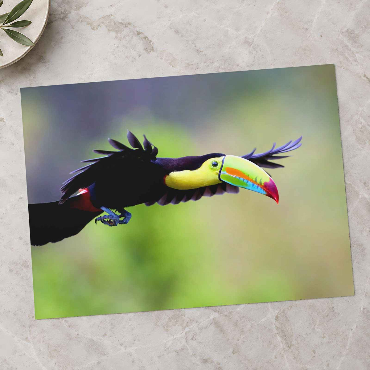 Toucan in Flight Photo Wall Print (7 Sizes) - Satin Luster