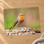 European Robin Sitting Photography Print (6 Sizes) - Printed in USA
