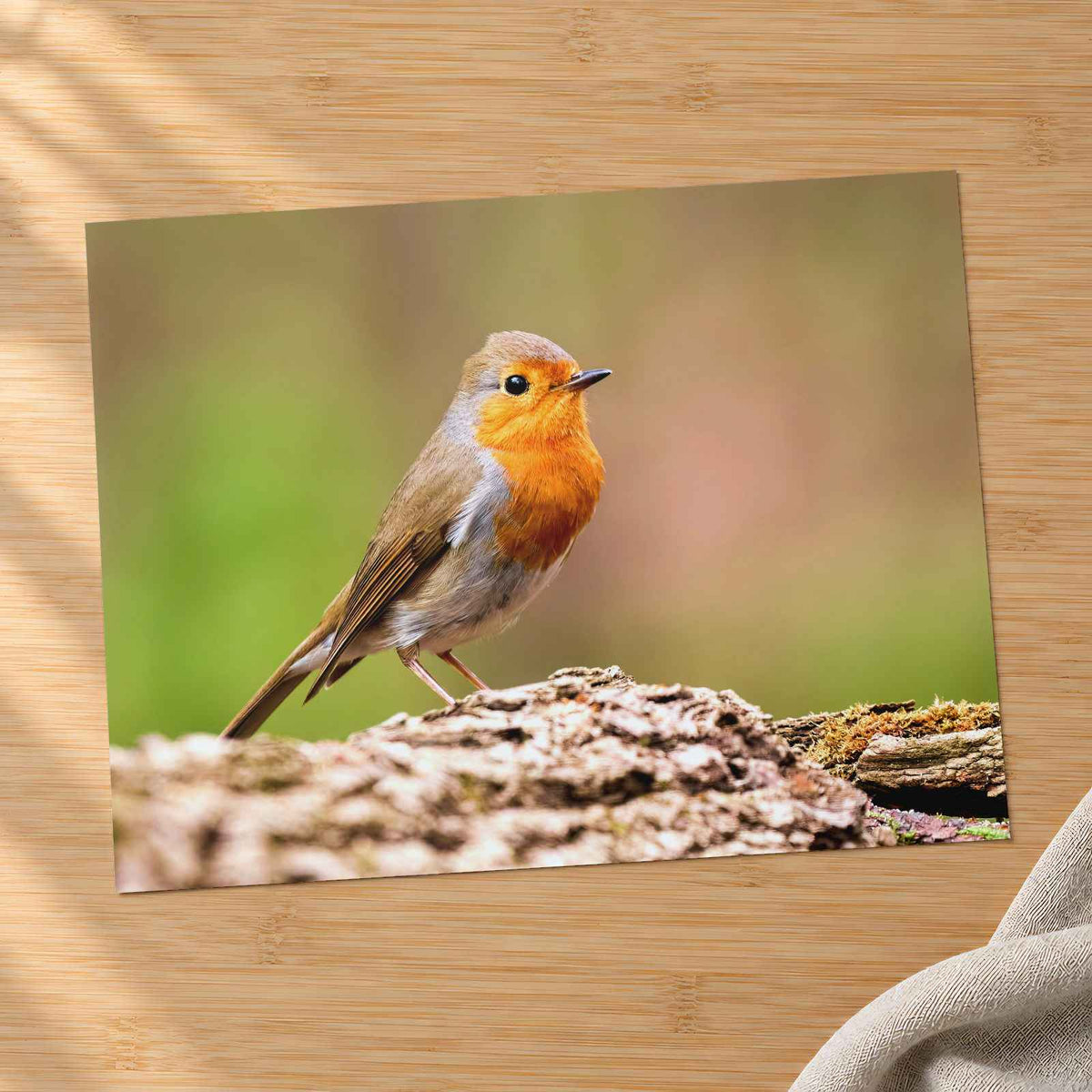 European Robin Sitting Photography Print (6 Sizes) - Printed in USA