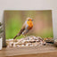 European Robin Sitting Photography Print (6 Sizes) - Printed in USA