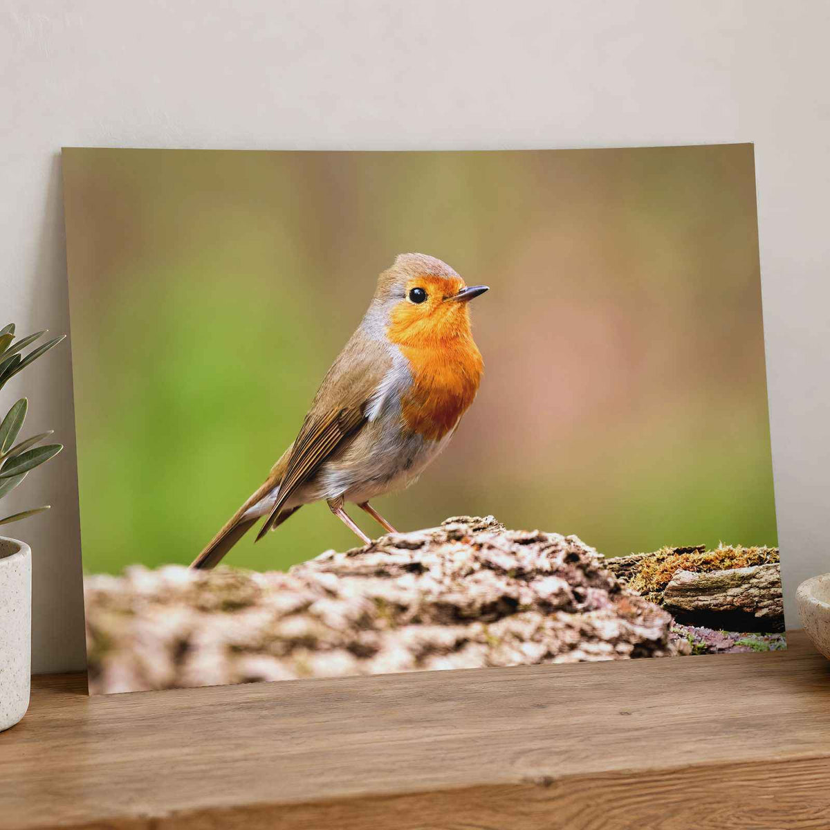 European Robin Sitting Photography Print (6 Sizes) - Printed in USA