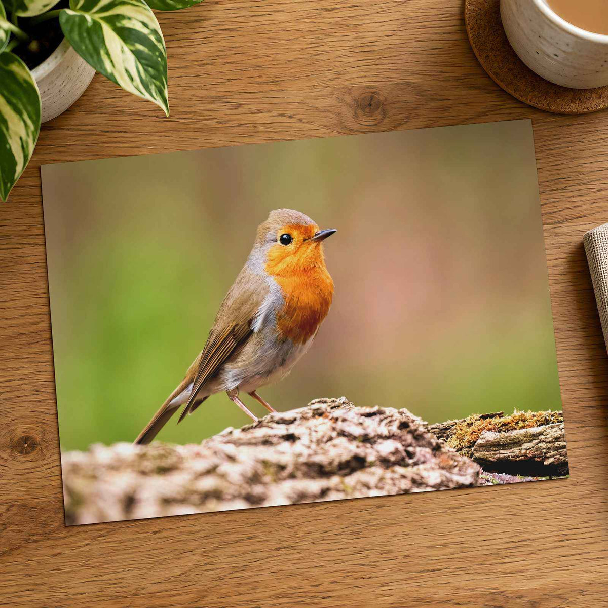 European Robin Sitting Photography Print (6 Sizes) - Printed in USA