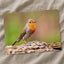 European Robin Sitting Photography Print (6 Sizes) - Printed in USA