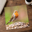 European Robin Sitting Photography Print (6 Sizes) - Printed in USA