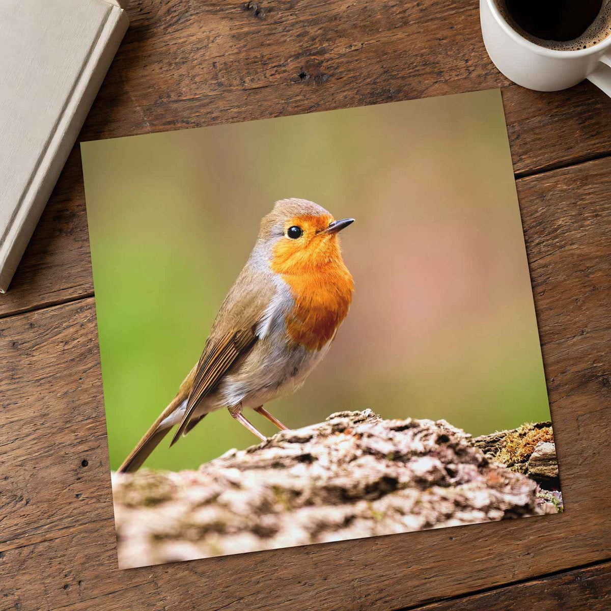 European Robin Sitting Photography Print (6 Sizes) - Printed in USA