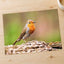 European Robin Sitting Photography Print (6 Sizes) - Printed in USA