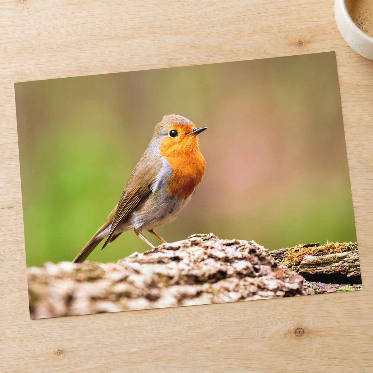 European Robin Sitting Photography Print (6 Sizes) - Printed in USA