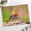 European Robin Sitting by Zdeněk Macháček Photo Print Wall Decor