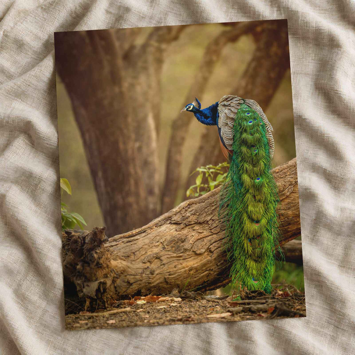 Elegant Peacock in Woods Photo Wall Print (7 Sizes) - Crisp Detail