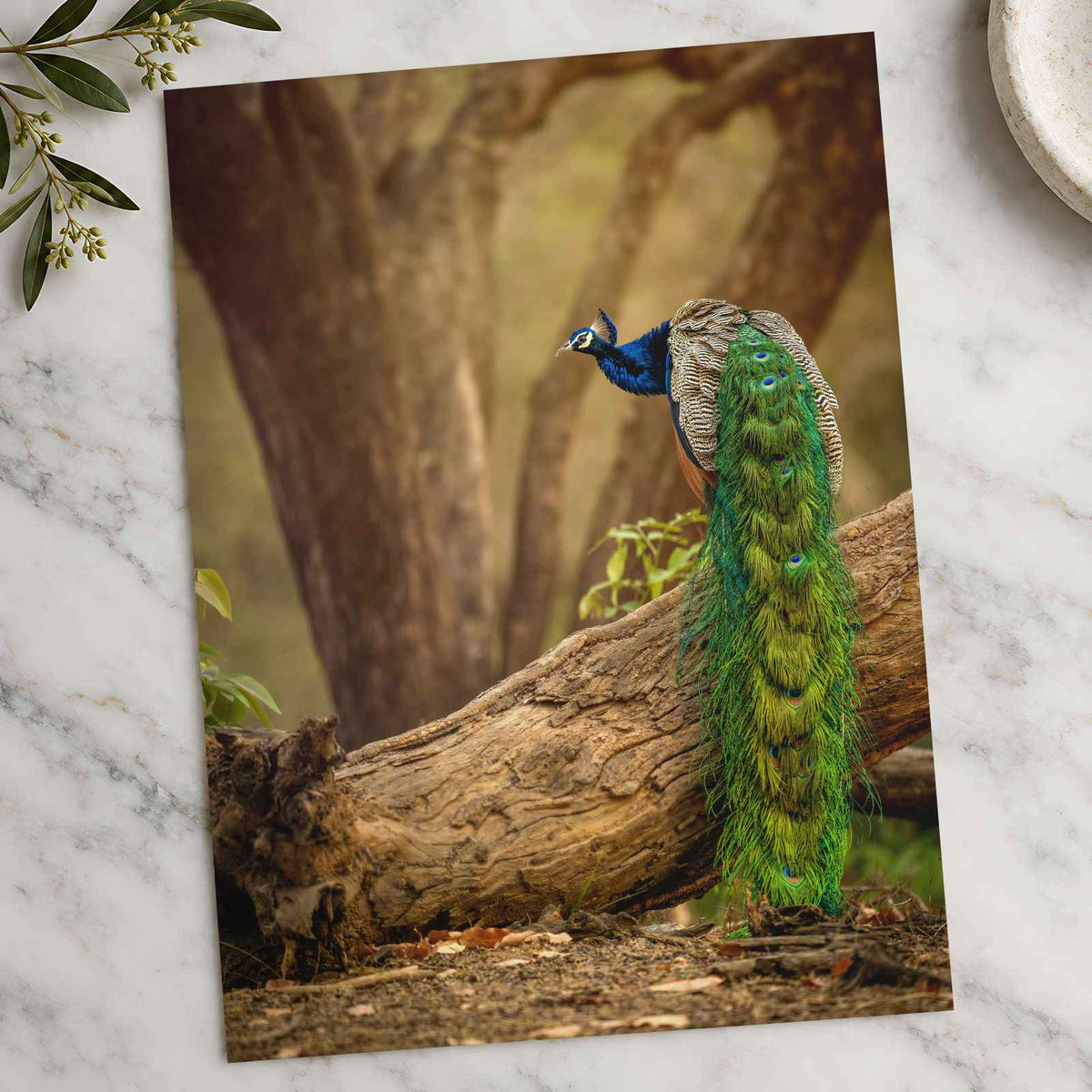 Elegant Peacock in Woods Photo Wall Print (7 Sizes) - Crisp Detail