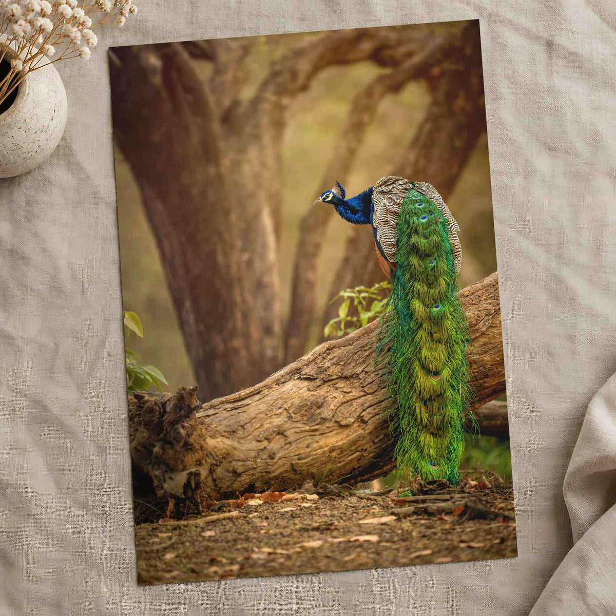 Elegant Peacock in Woods Photo Wall Print (7 Sizes) - Crisp Detail