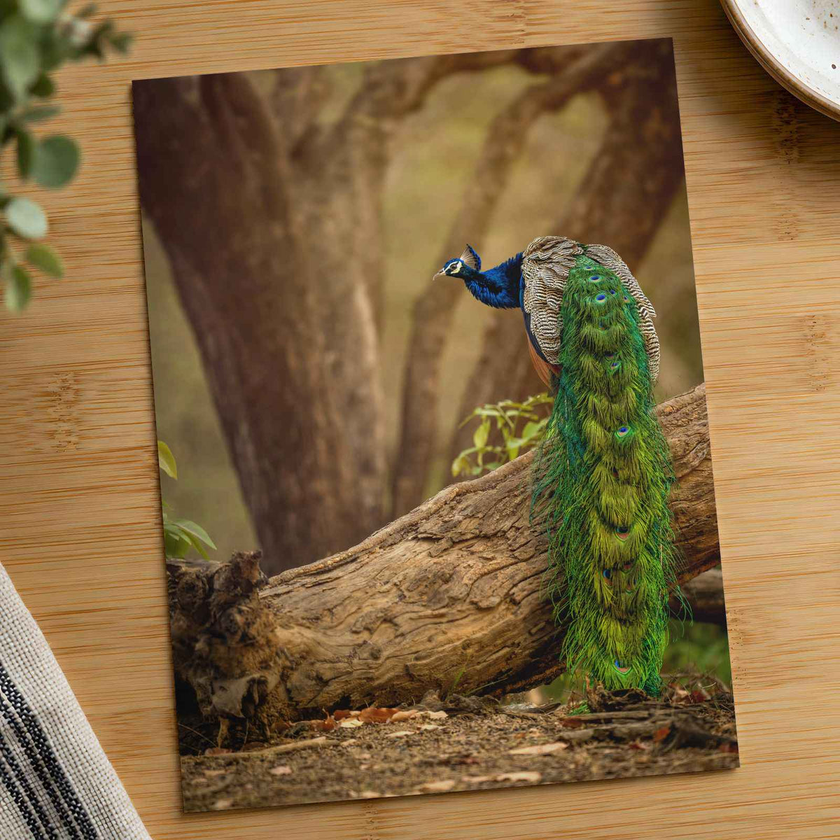 Elegant Peacock in Woods Photo Wall Print (7 Sizes) - Crisp Detail