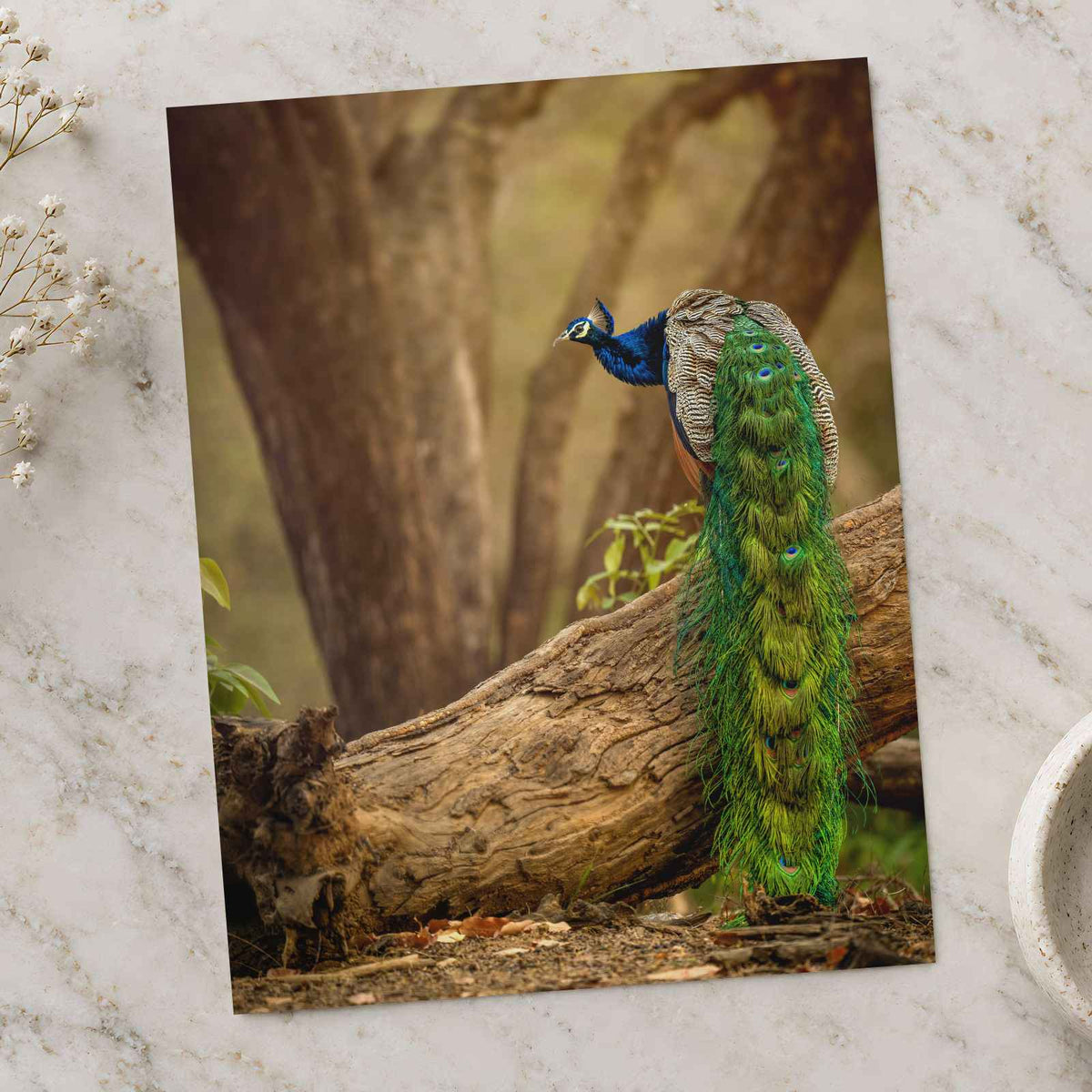 Elegant Peacock in Woods Photo Wall Print (7 Sizes) - Crisp Detail