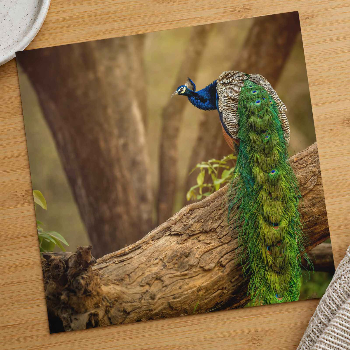 Elegant Peacock in Woods Photo Wall Print (7 Sizes) - Crisp Detail
