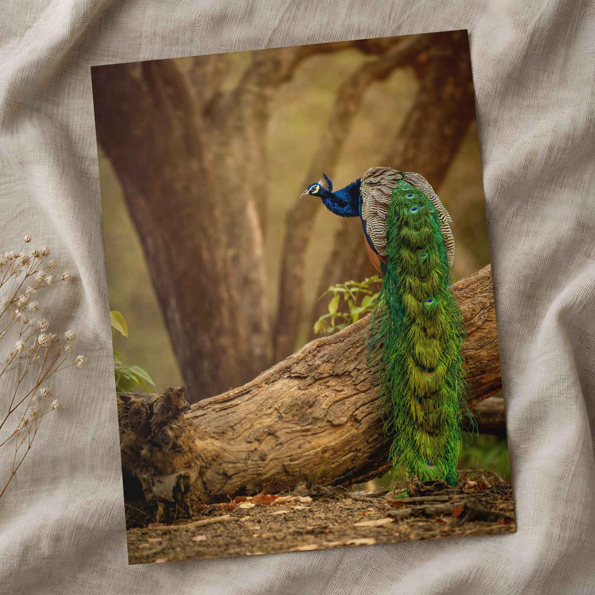 Elegant Peacock in Woods Photo Wall Print (7 Sizes) - Crisp Detail