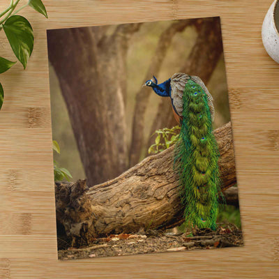Elegant Peacock in Woods by Abhijit Sinha Photo Print Wall Decor