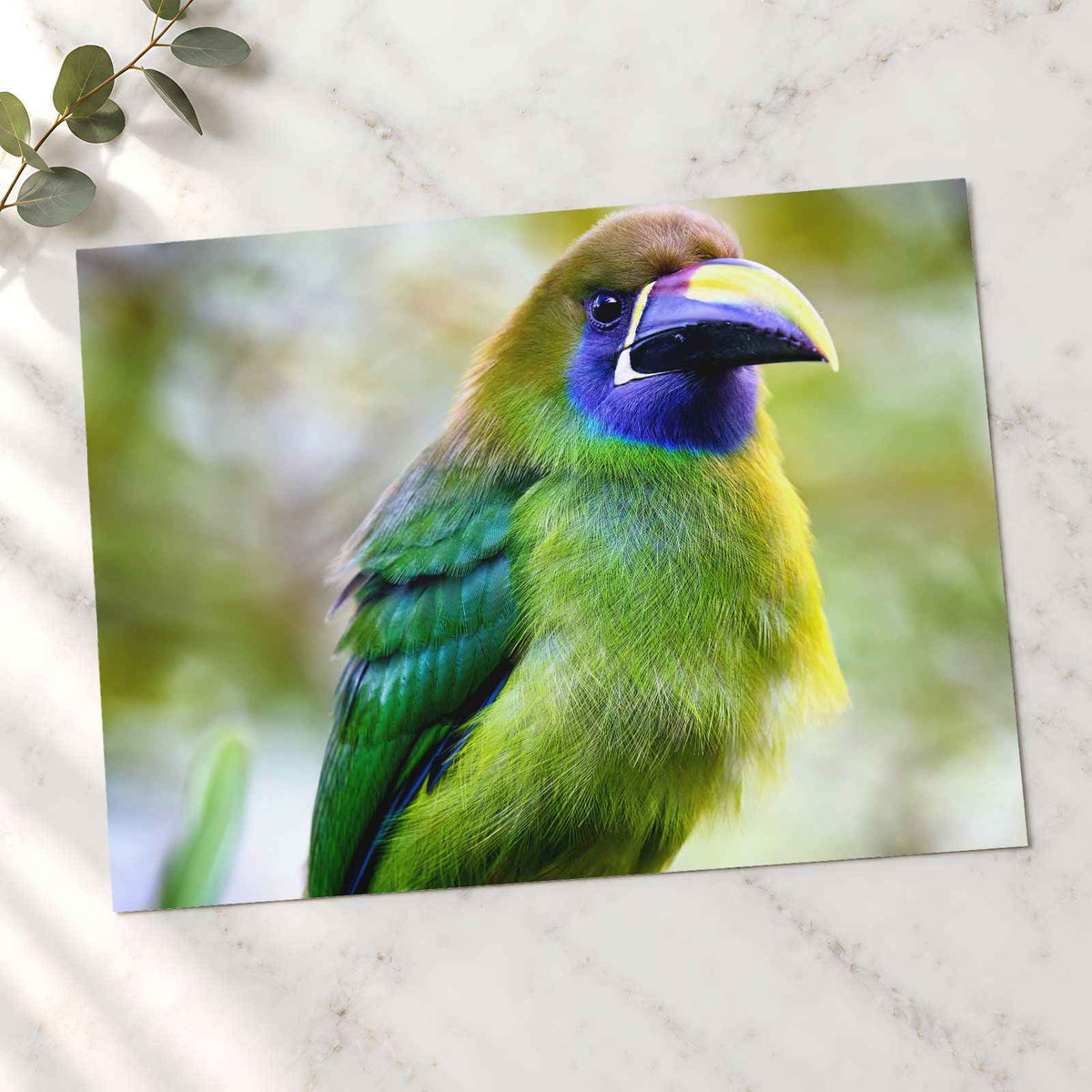 Green Toucan Looking Regal Photographic Art Print (7 Sizes) - Ready to Frame