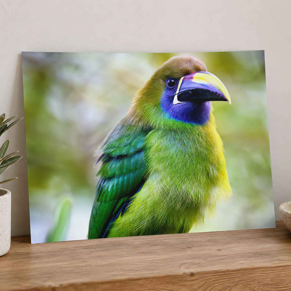 Green Toucan Looking Regal Photographic Art Print (7 Sizes) - Ready to Frame