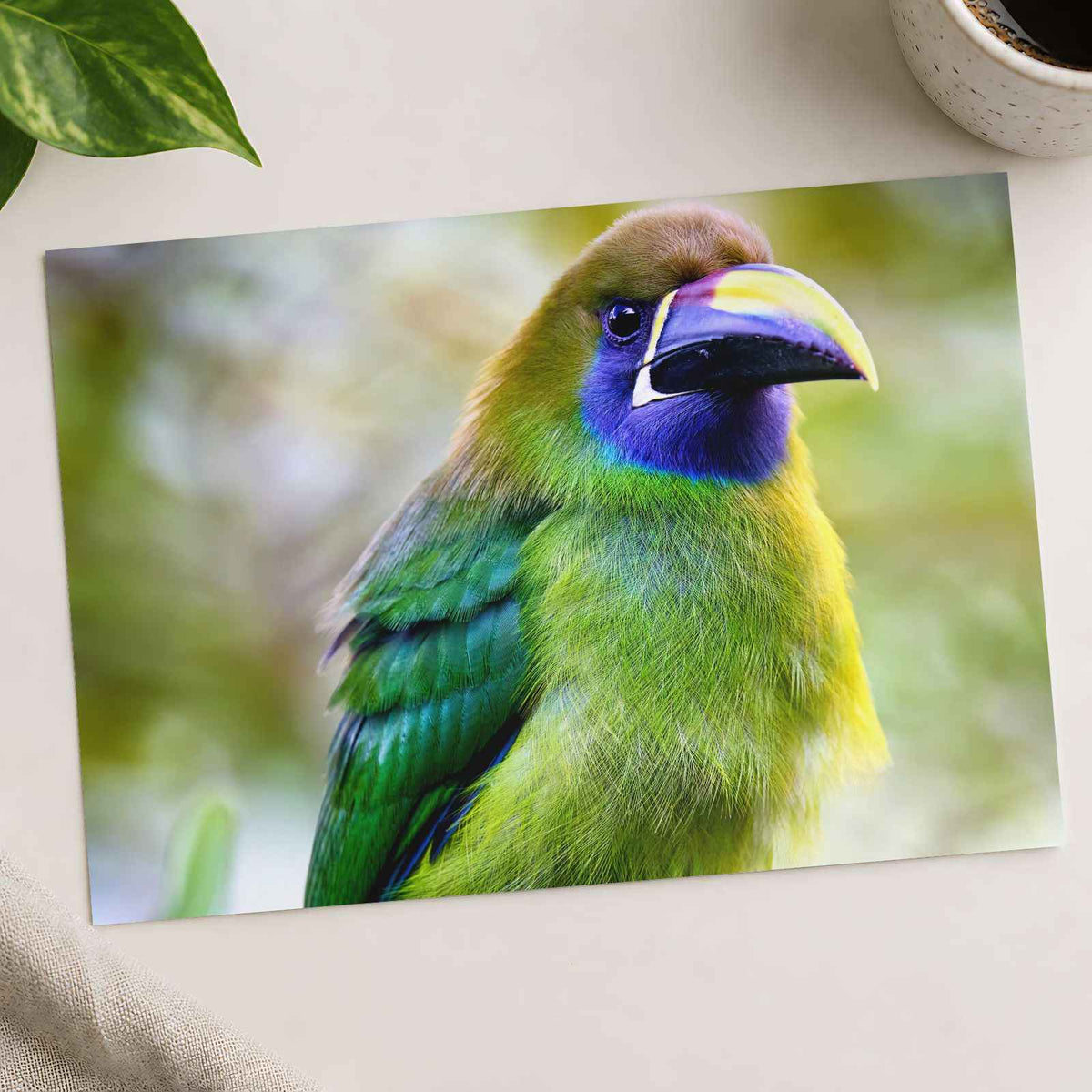 Green Toucan Looking Regal Photographic Art Print (7 Sizes) - Ready to Frame