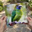 Green Toucan Looking Regal Photographic Art Print (7 Sizes) - Ready to Frame