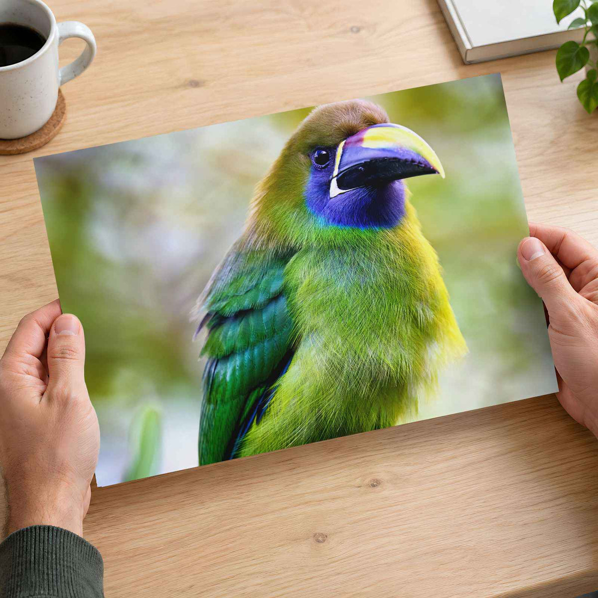 Green Toucan Looking Regal Photographic Art Print (7 Sizes) - Ready to Frame