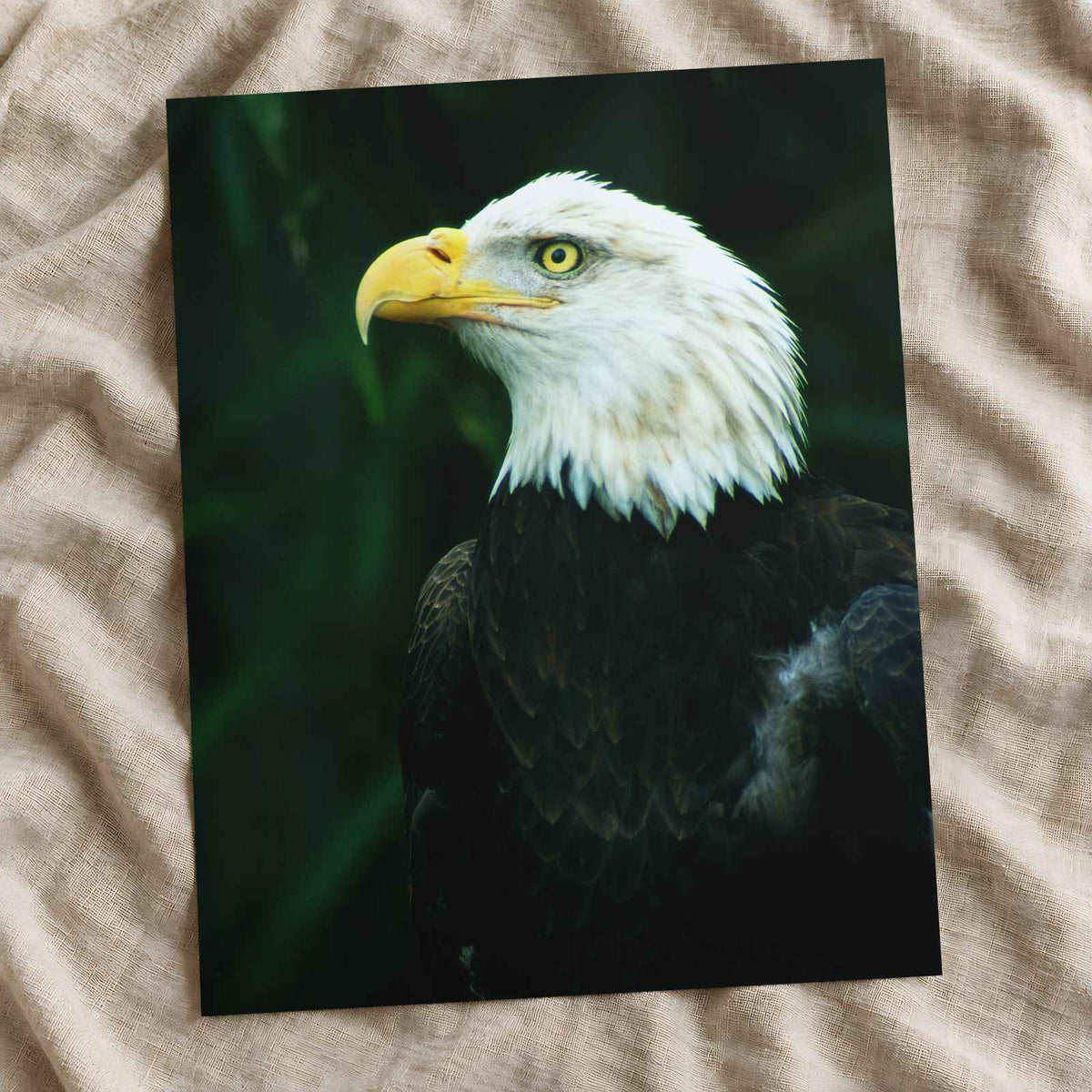 Close Up of Bald Eagle Photo Wall Art (7 Sizes) - Premium Quality