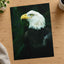Close Up of Bald Eagle Photo Wall Art (7 Sizes) - Premium Quality
