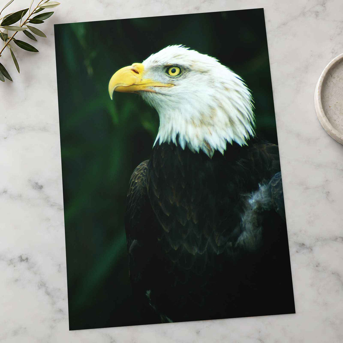 Close Up of Bald Eagle Photo Wall Art (7 Sizes) - Premium Quality